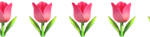 Eine Linie aus Tulpen, dem Praxissymbol