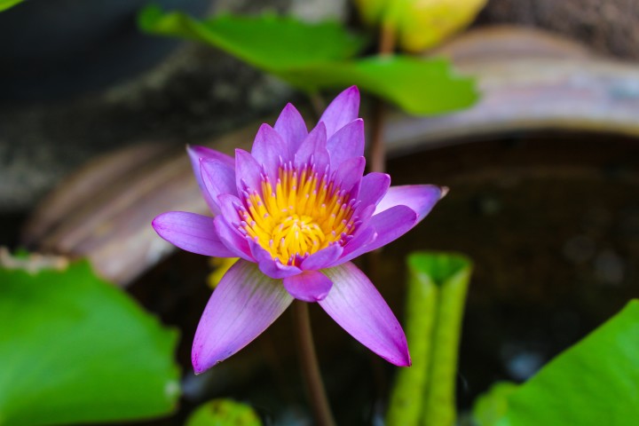 Eine prachtvolle Lotusblüte in blauviolett mit gelborangem Innenleben - Symbol für Entspannung