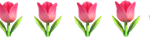 Tulpen in einer Reihe